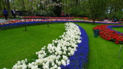 Keukenhof