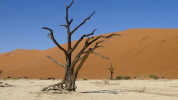 Dead Vlei