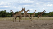 Etosha Pfanne
