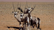 Oryx Antilopen in der Kalahari