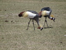 Kronenkranich im NgoroNgoro NP